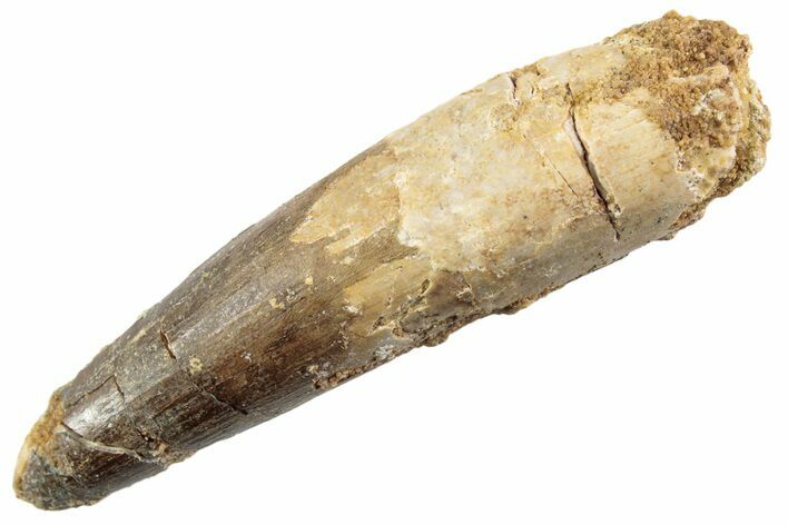Fossil Spinosaurus Tooth - Real Dinosaur Tooth #360197